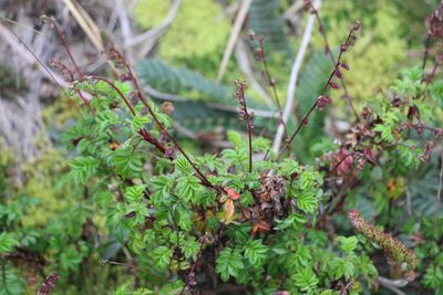 Acaena elongata, photographed by Andrés Ramírez-Barrera