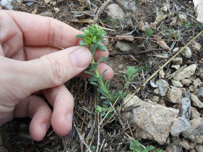 Euphorbia longicruris, photographed by Sam Kieschnick
