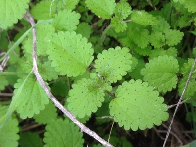 Hesperocnide tenella, photographed by Adam J. Searcy