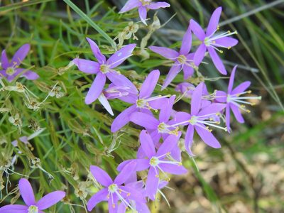 Zeltnera beyrichii, photographed by saltyhiker