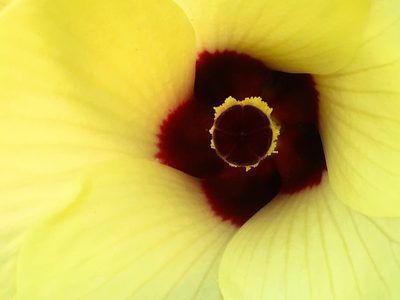Abelmoschus esculentus, photographed by AnnLazaro
