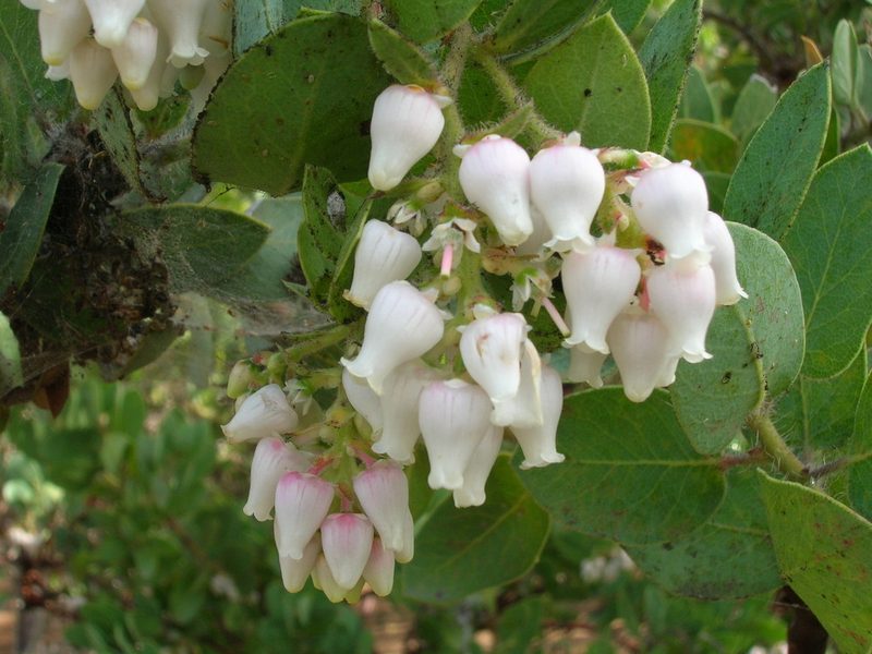Arctostaphylos catalinae, photographed by John Brew