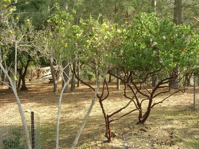 Arctostaphylos catalinae, photographed by John Brew