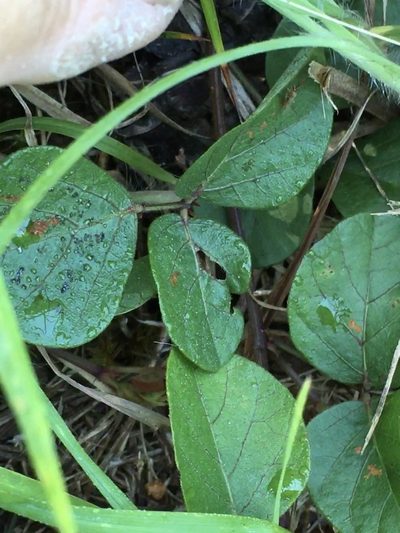 Desmodium lineatum, photographed by Becky Dill
