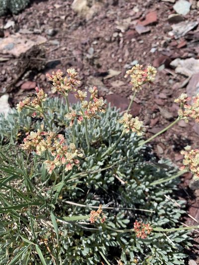 Eriogonum androsaceum, photographed by Alina Fisher