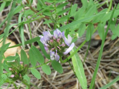 Astragalus agrestis, photographed by Erin Springinotic