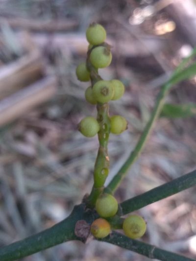 Phoradendron piperoides, photographed by Lucas Kaminski