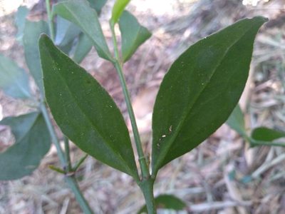 Phoradendron piperoides, photographed by Lucas Kaminski