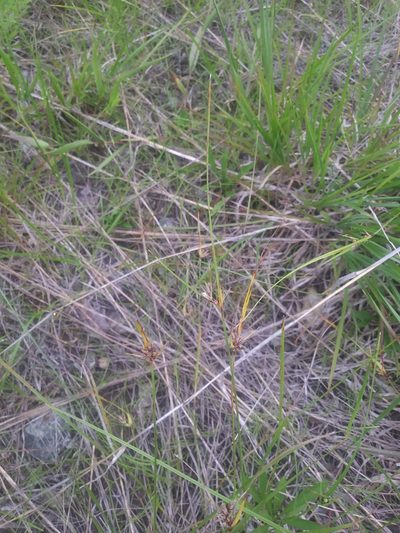 Scleria pauciflora, photographed by Chris Hoess