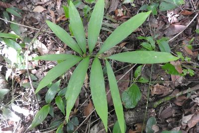 Zamia prasina, photographed by Sebastián de Jesús Herrera Buenfil