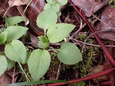 Campanula scouleri, photographed by Ellyne Geurts