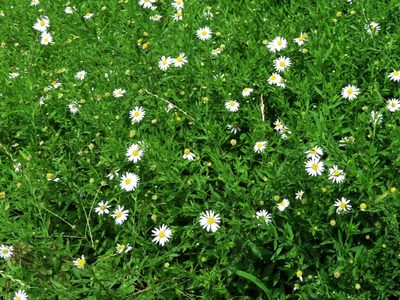 Aster iinumae, photographed by mami_t_t