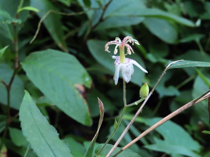 Tricyrtis macropoda, photographed by mami_t_t