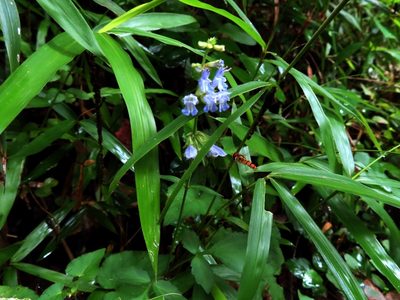 Salvia japonica, photographed by mami_t_t