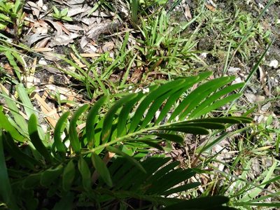 Zamia integrifolia, photographed by juniem