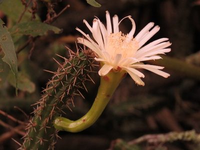 Praecereus euchlorus, photographed by Patricio Cowper Coles