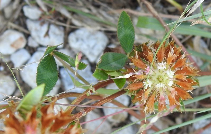 Trifolium vessiculosum, photographed by saltyhiker