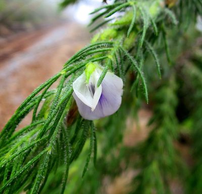 Psoralea floccosa, photographed by Di Turner