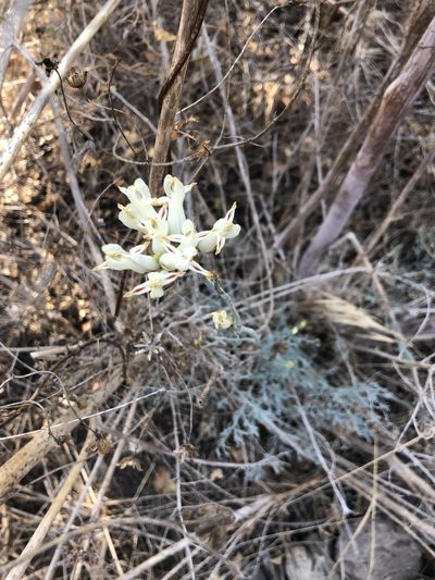 Ehrendorferia ochroleuca, photographed by Lauren Gill
