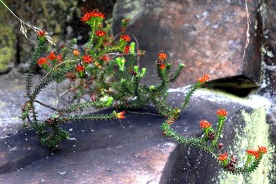 Erica stylaris, photographed by Di Turner