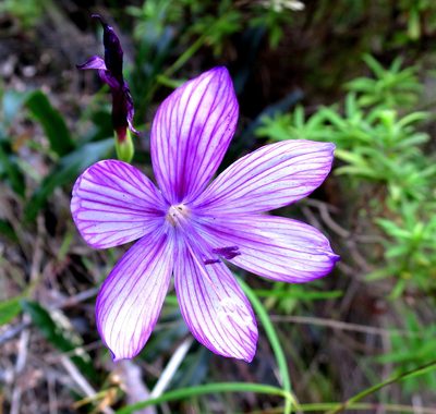Geissorhiza outeniquensis, photographed by Di Turner