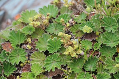 Alchemilla orbiculata, photographed by Andrés Ramírez-Barrera