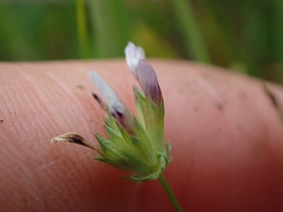 Trifolium oliganthum, photographed by Ellyne Geurts