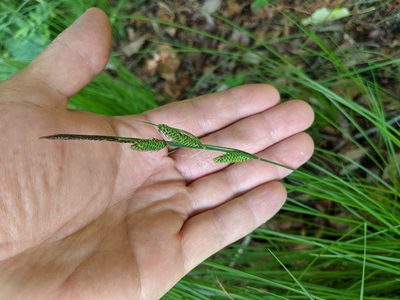 Carex stricta, photographed by Benoit Renaud