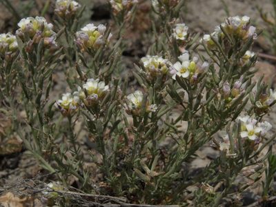 Polyctenium fremontii, photographed by Jim Morefield