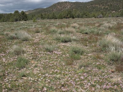 Allium anceps, photographed by Jim Morefield