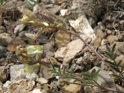 Astragalus obscurus, photographed by Jim Morefield