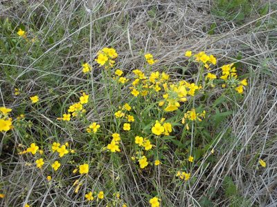 Physaria gracilis, photographed by Sam Kieschnick