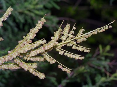 Nolina lindheimeriana, photographed by Michelle W. （鍾偉瑋）