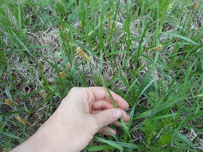 Carex microdonta, photographed by Sam Kieschnick