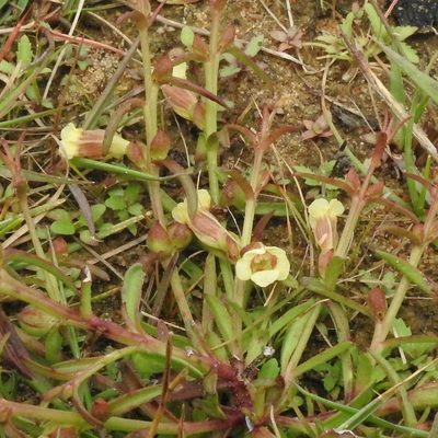 Centranthera tranquebarica, photographed by Paulmathi Vinod