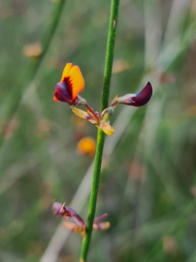 Daviesia triflora, photographed by Cal Wood