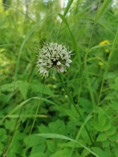 Allium ochotense, photographed by Валерия Ковалева