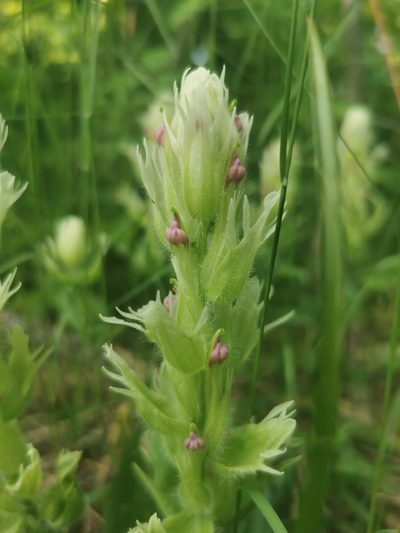 Castilleja pallida, photographed by Валерия Ковалева