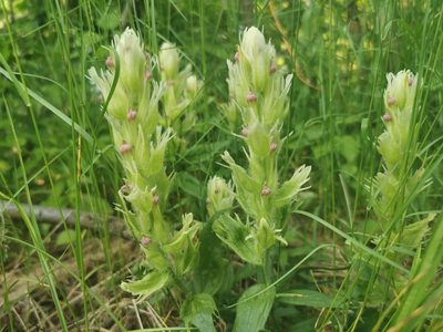 Castilleja pallida, photographed by Валерия Ковалева