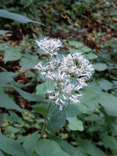 Eupatorium makinoi, photographed by MUNENORI YAMAKAWA