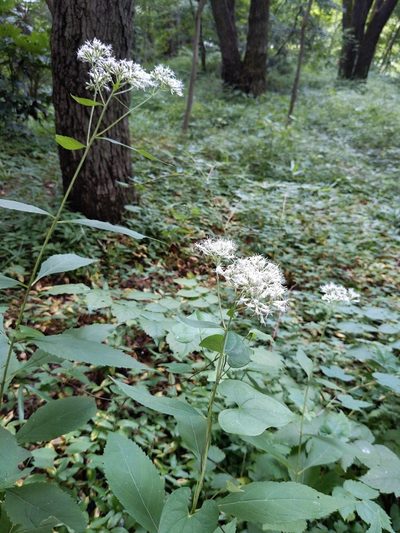 Eupatorium makinoi, photographed by MUNENORI YAMAKAWA