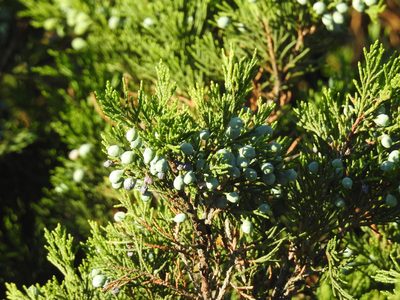 Juniperus sabina, photographed by Konstantin Grebennikov