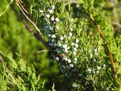 Juniperus sabina, photographed by Konstantin Grebennikov