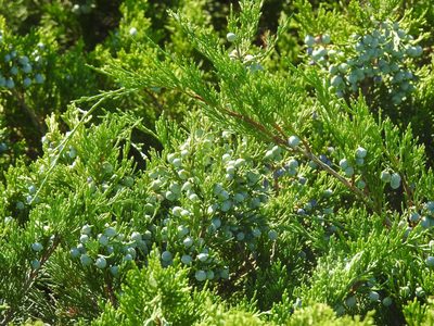 Juniperus sabina, photographed by Konstantin Grebennikov