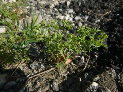 Euphorbia exigua, photographed by Gabriel Mayrhofer