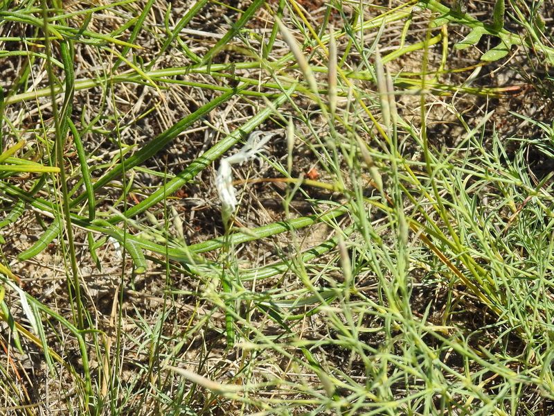 Dianthus squarrosus, photographed by Konstantin Grebennikov