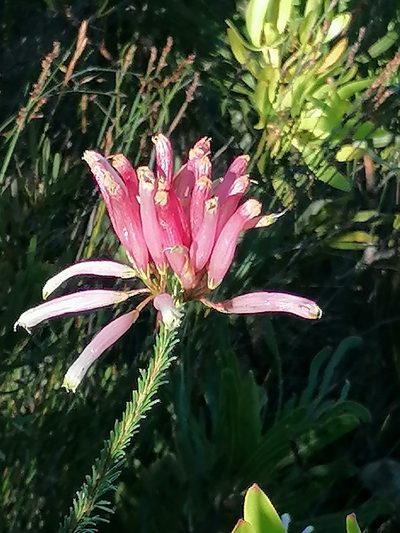 Erica fascicularis, photographed by flamelily