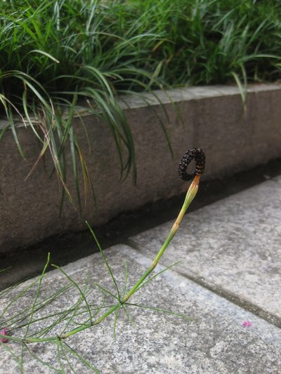 Equisetum diffusum, photographed by Kevin Judge