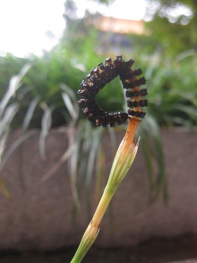 Equisetum diffusum, photographed by Kevin Judge