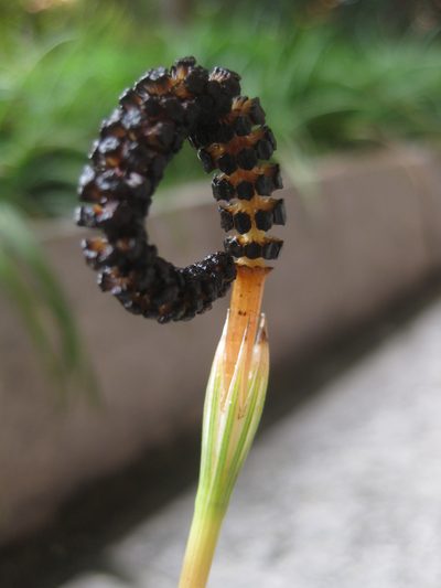 Equisetum diffusum, photographed by Kevin Judge